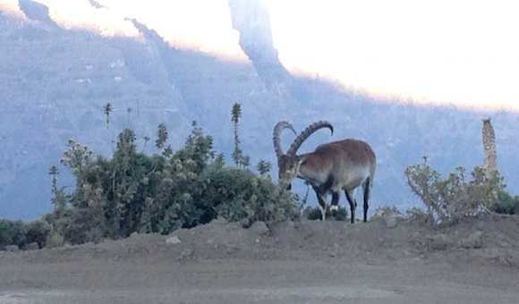 Ibex on the ascent to Bwahit.