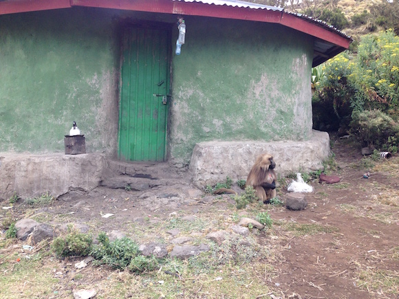 A Gelada looking over some village folks' coffee pot.